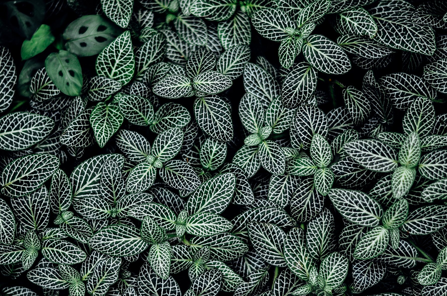 Fittonia on the window ledge, which likes the humidity