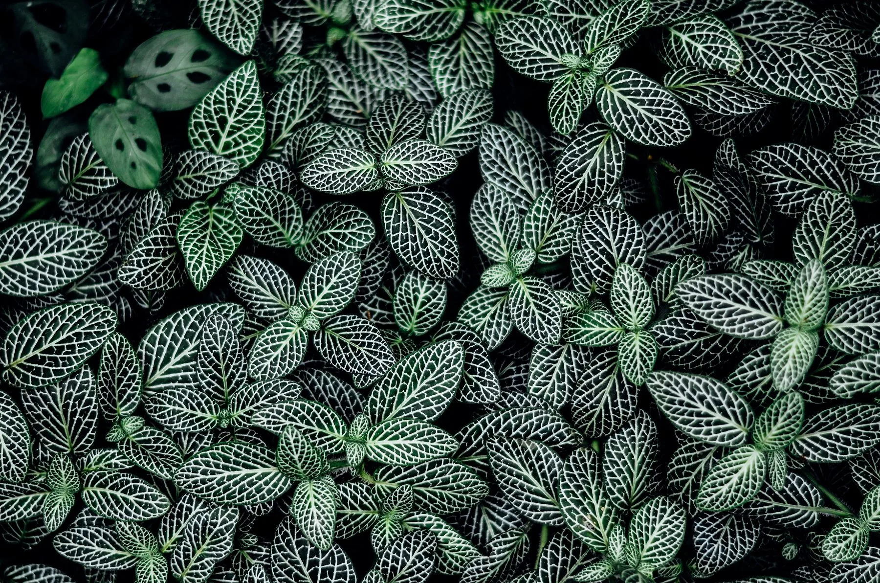 Fittonia on the window ledge, which likes the humidity