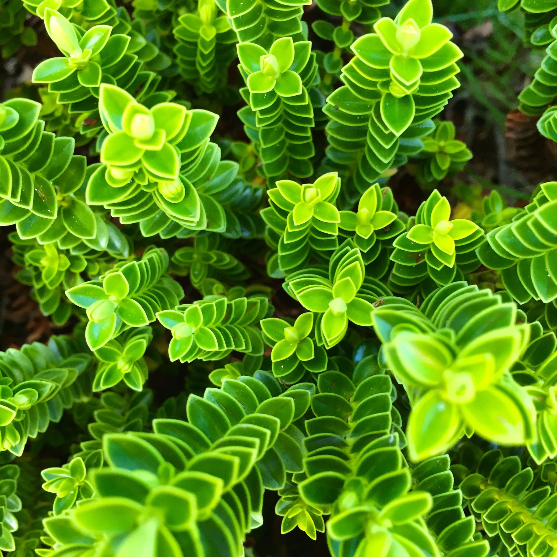 Green through the whole studio, on purpose