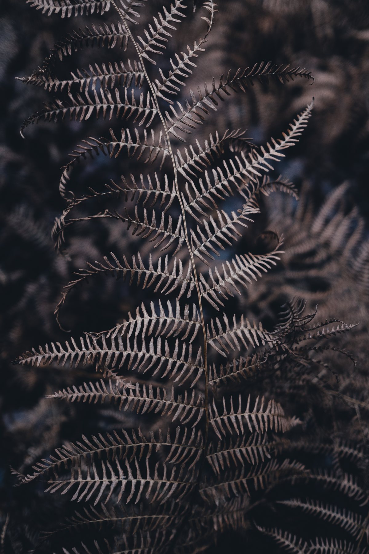 Fern in the hallway, turning with the season