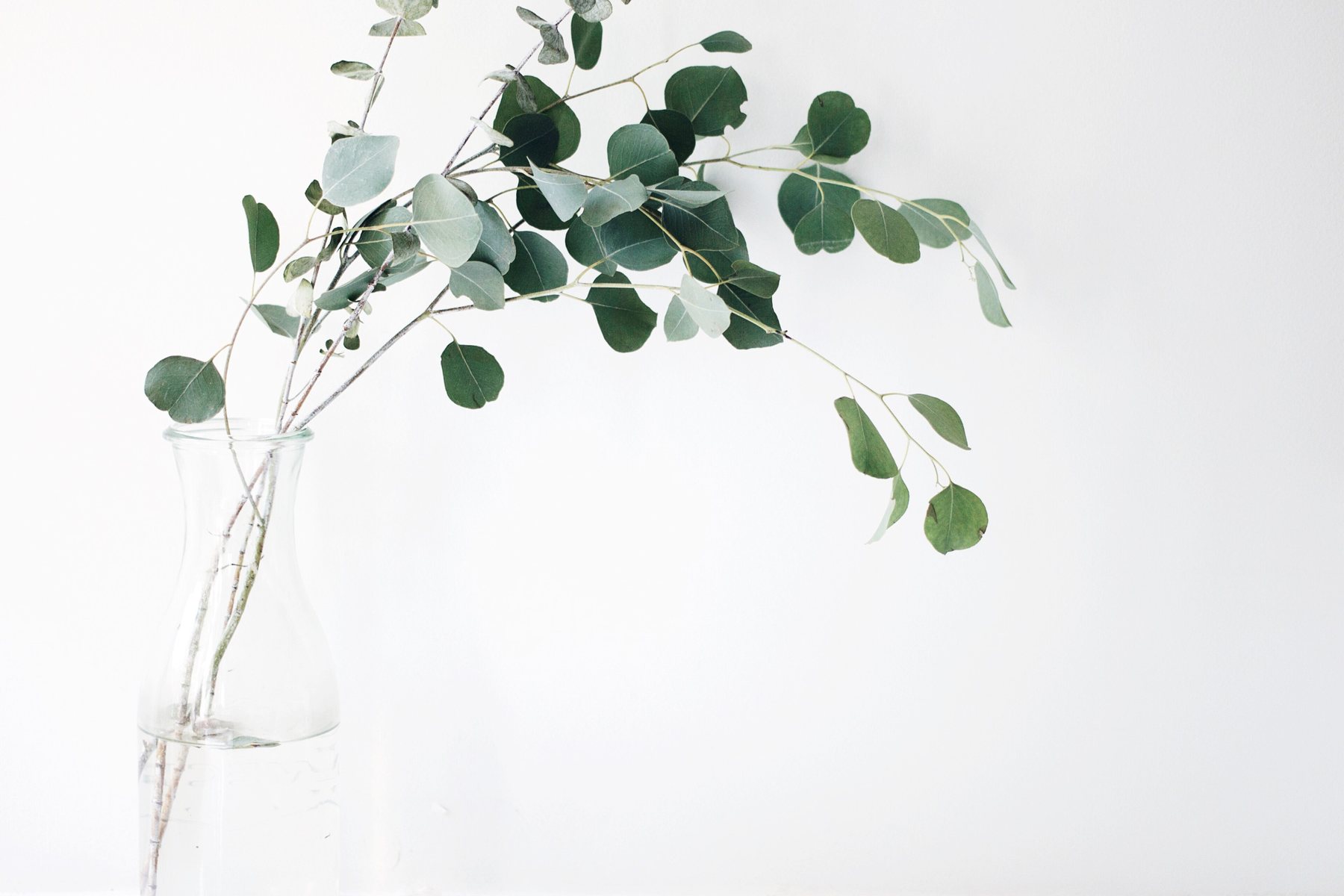 Eucalyptus, cut fresh for the steam