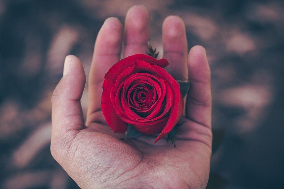 One rose, both hands