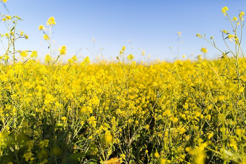 The canola field, full bloom